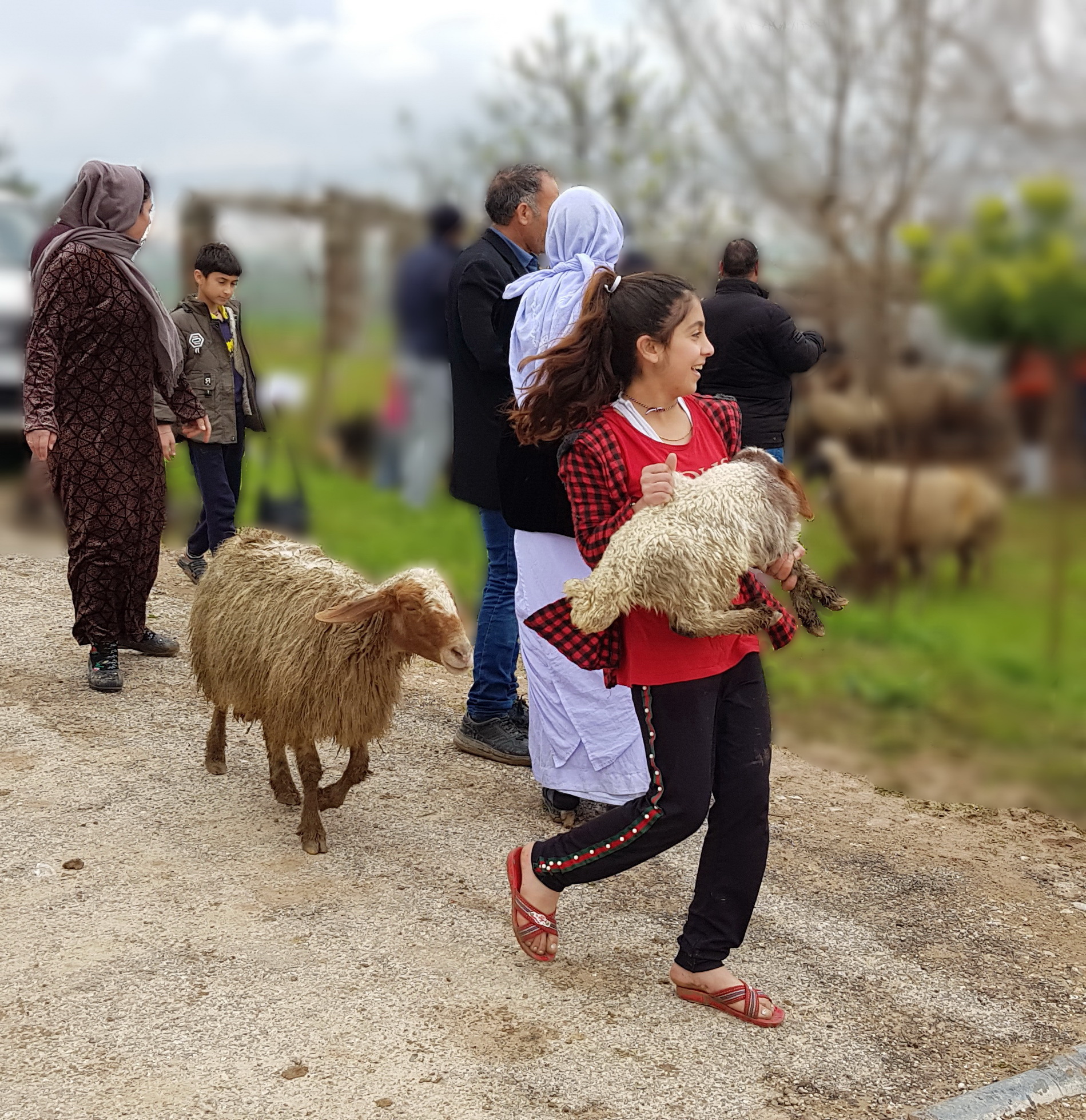 Sheep distribution program